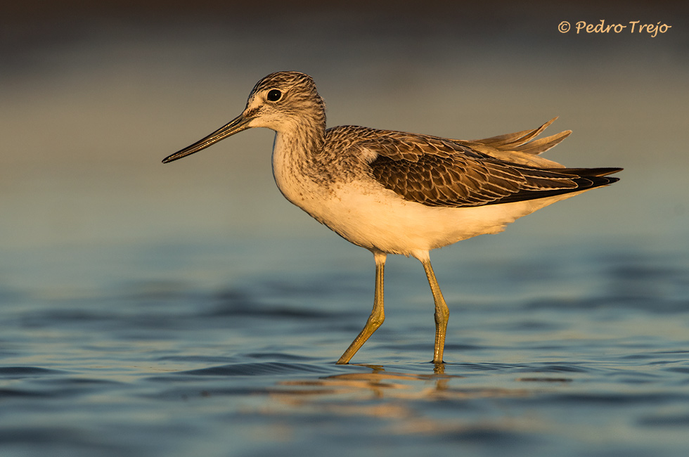 Archibebe Claro (Tringa nebularia)